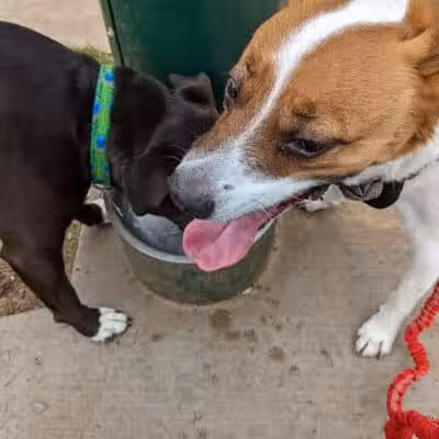 Euless Dog Park - Euless, TX