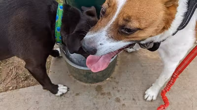 Euless Dog Park - Euless, TX