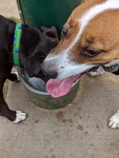 Euless Dog Park - Euless, TX