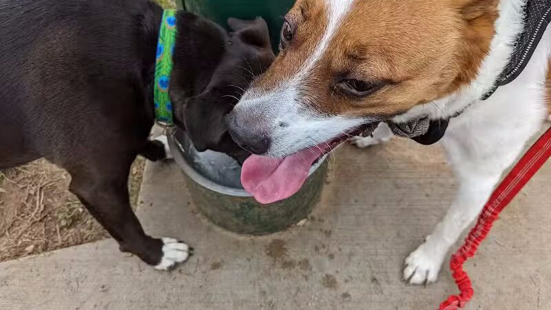 Euless Dog Park - Euless, TX