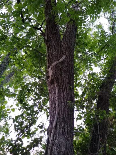 Villages of Bear Creek Park - Euless, TX