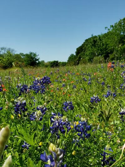Villages of Bear Creek Park - Euless, TX