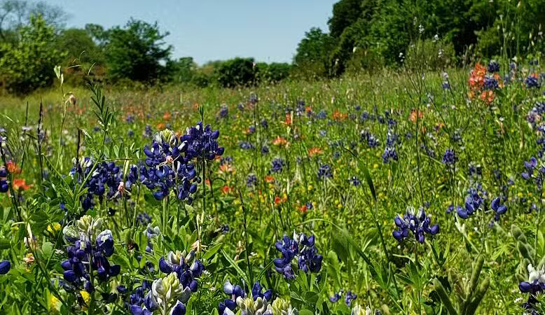 Villages of Bear Creek Park - Euless, TX