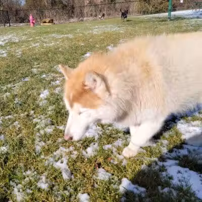 Euless Dog Park, Small Dogs - Euless, TX
