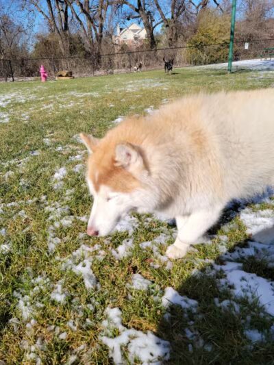 Euless Dog Park, Small Dogs - Euless, TX