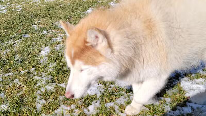 Euless Dog Park, Small Dogs - Euless, TX