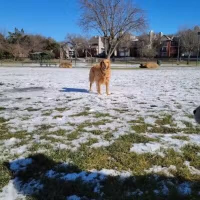 Euless Dog Park, Small Dogs - Euless, TX