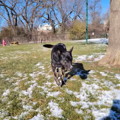 Euless Dog Park, Small Dogs - Euless, TX