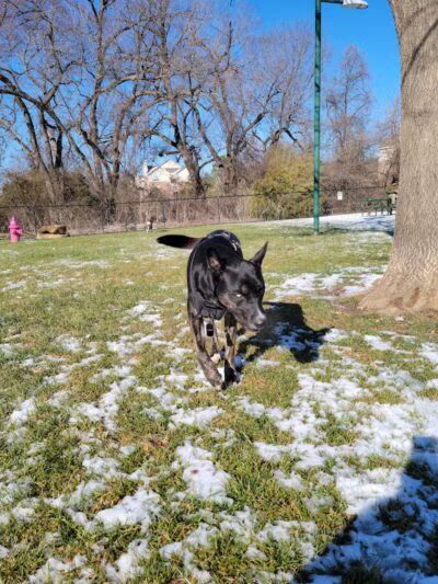 Euless Dog Park, Small Dogs - Euless, TX