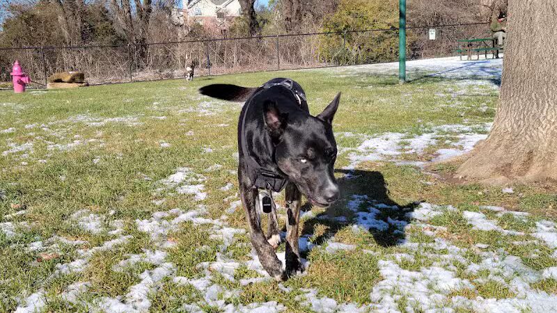 Euless Dog Park, Small Dogs - Euless, TX