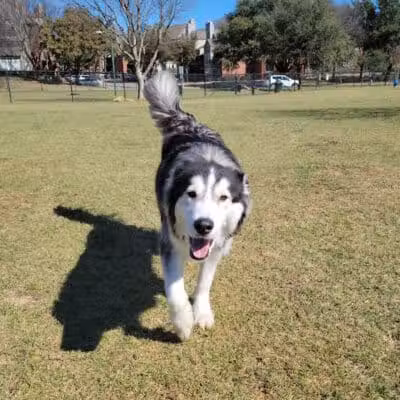 Euless Dog Park, Small Dogs - Euless, TX