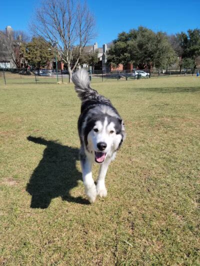 Euless Dog Park, Small Dogs - Euless, TX