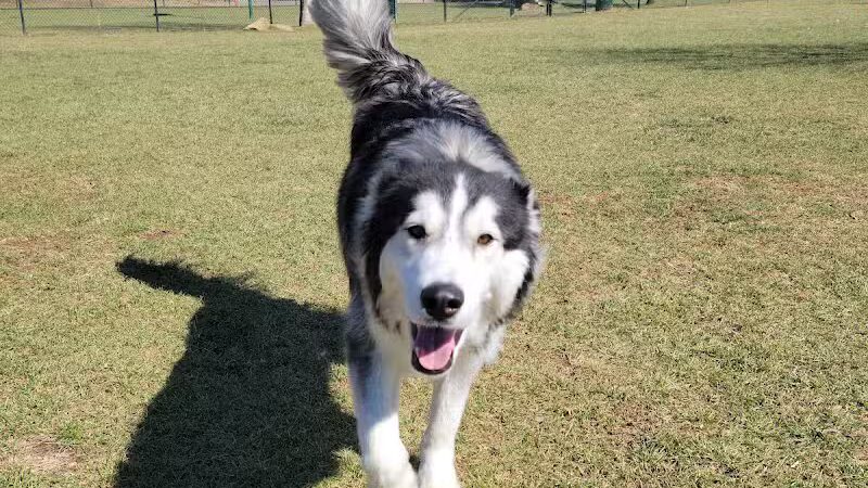 Euless Dog Park, Small Dogs - Euless, TX