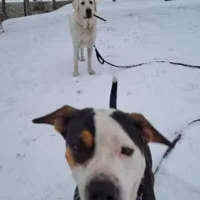 Euless Dog Park, Small Dogs - Euless, TX