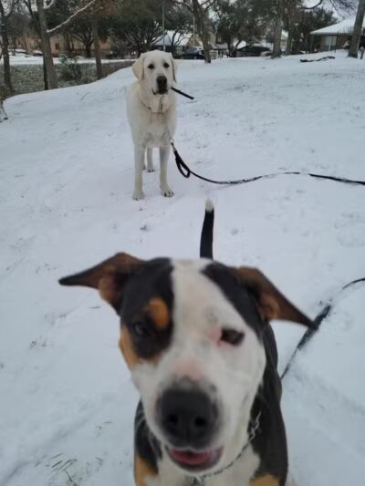 Euless Dog Park, Small Dogs - Euless, TX