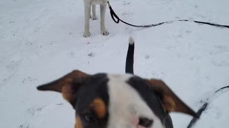 Euless Dog Park, Small Dogs - Euless, TX