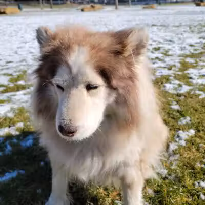 Euless Dog Park, Small Dogs - Euless, TX