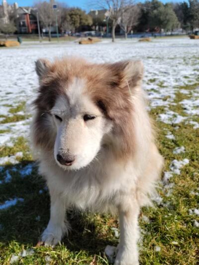 Euless Dog Park, Small Dogs - Euless, TX