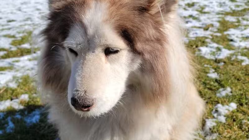 Euless Dog Park, Small Dogs - Euless, TX