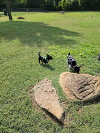 Euless Dog Park, Small Dogs - Euless, TX