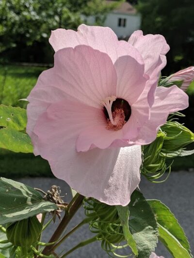 Drewel Park - Eureka, MO