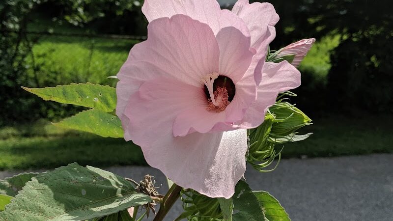 Drewel Park - Eureka, MO