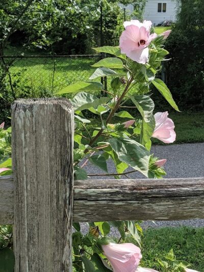 Drewel Park - Eureka, MO