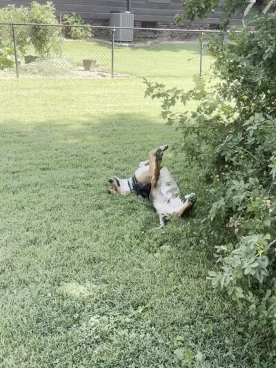 Historic Corner Private Dog Park LLC - Evansville, IN