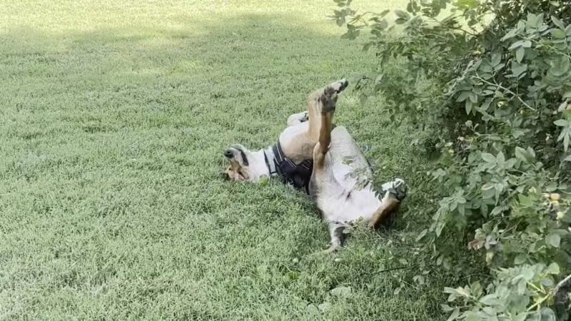 Historic Corner Private Dog Park LLC - Evansville, IN