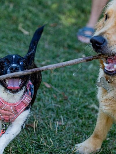 Earthborn Holistic Dog Park - Evansville, IN