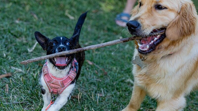 Earthborn Holistic Dog Park - Evansville, IN