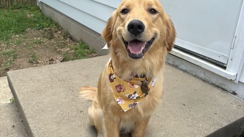 Earthborn Holistic Dog Park - Evansville, IN