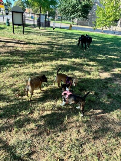 Earthborn Holistic Dog Park - Evansville, IN