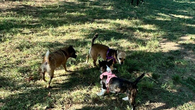 Earthborn Holistic Dog Park - Evansville, IN
