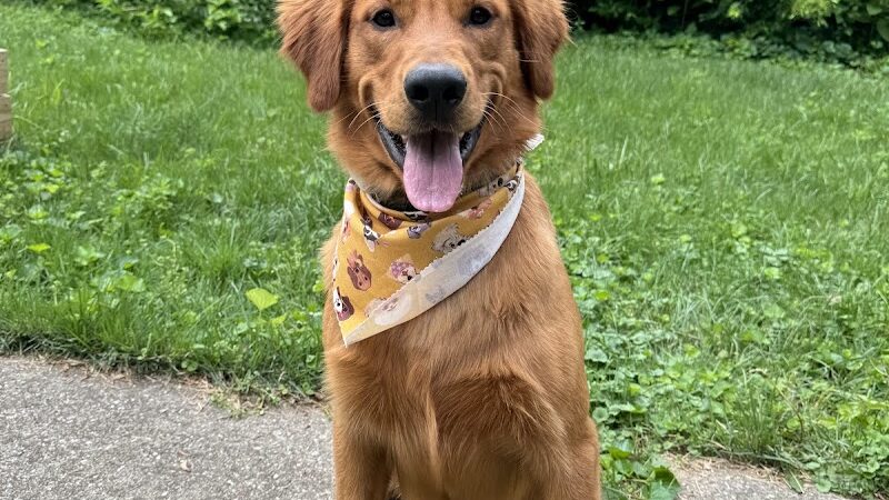 Earthborn Holistic Dog Park - Evansville, IN