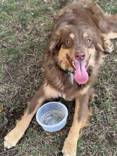 Earthborn Holistic Dog Park - Evansville, IN