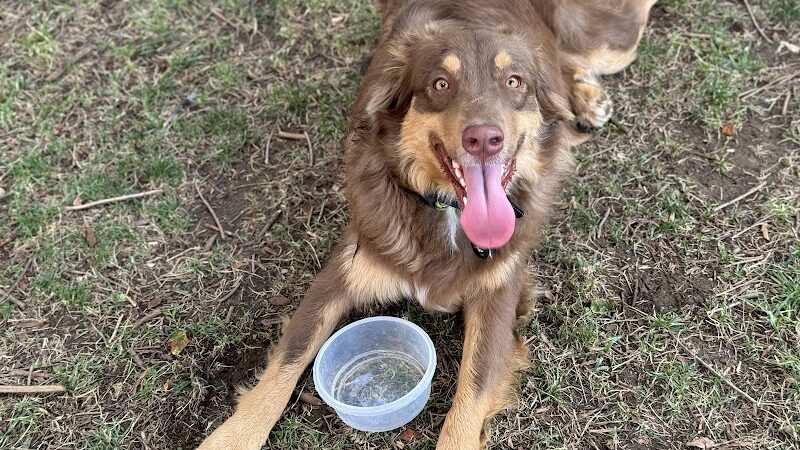 Earthborn Holistic Dog Park - Evansville, IN