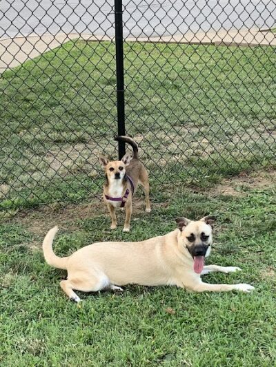 Earthborn Holistic Dog Park - Evansville, IN