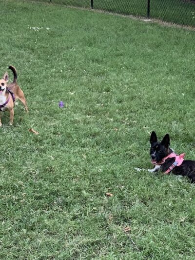 Earthborn Holistic Dog Park - Evansville, IN