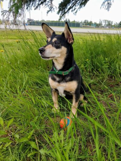 Fairbanks Dog Park 2nd Ave - Fairbanks, AK