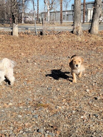 Fairbanks Dog Park 2nd Ave - Fairbanks, AK