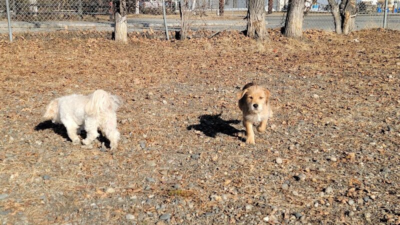 Fairbanks Dog Park 2nd Ave - Fairbanks, AK