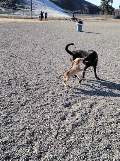 Fairbanks Dog Park 2nd Ave - Fairbanks, AK