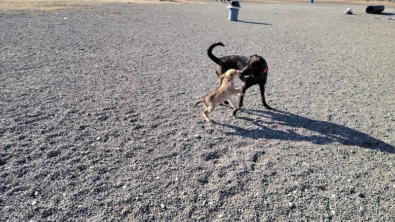 Fairbanks Dog Park 2nd Ave - Fairbanks, AK
