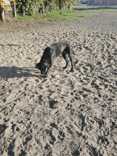 Fairbanks Dog Park 2nd Ave - Fairbanks, AK