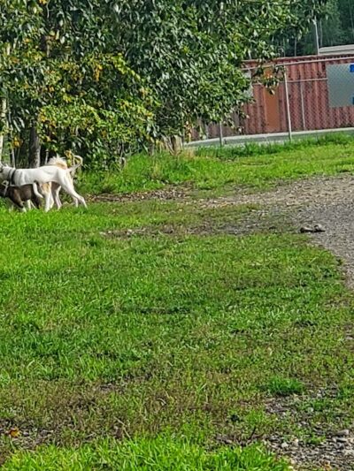 Fairbanks Dog Park 2nd Ave - Fairbanks, AK