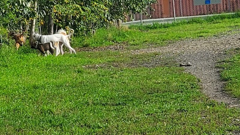 Fairbanks Dog Park 2nd Ave - Fairbanks, AK