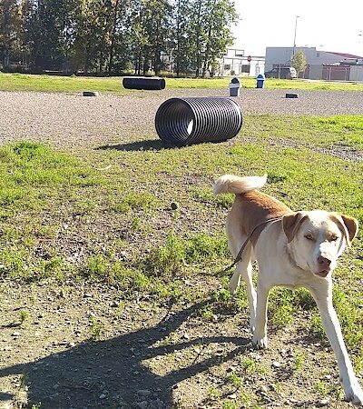 Fairbanks Dog Park 2nd Ave - Fairbanks, AK