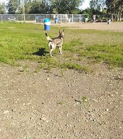 Fairbanks Dog Park 2nd Ave - Fairbanks, AK