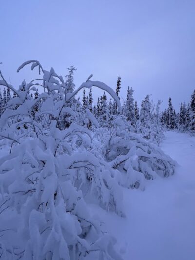 Fairbanks Dog Park Davis Rd - Fairbanks, AK